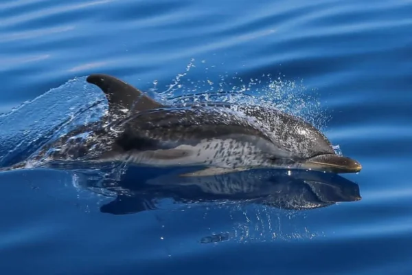 romantikacruises-ithaka-cruises-29